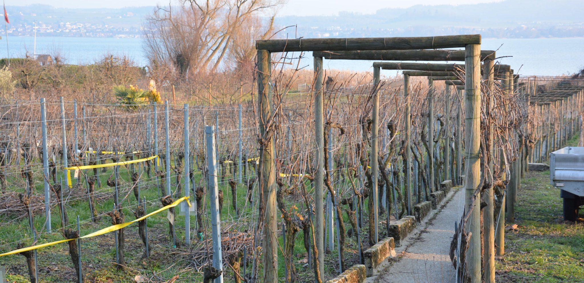 Bio Weinanbau Seeland