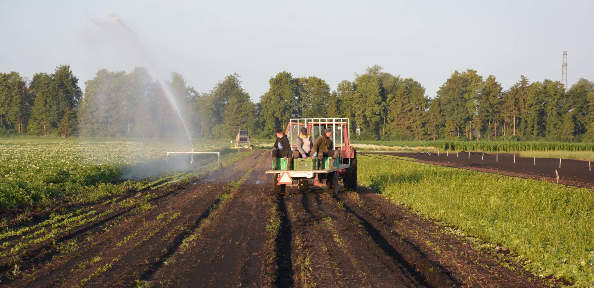 Bio Gemüse Feld, Lattich aus dem Seeland