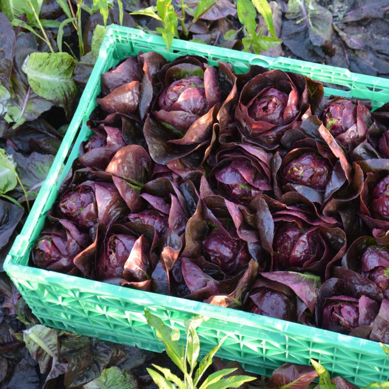Bio Gemüse Ernte, Lattich aus dem Seeland