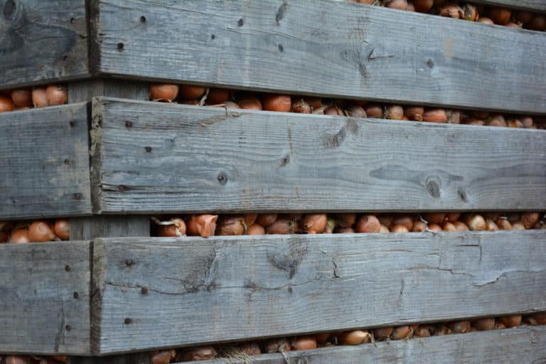 Bio-Zwiebeln im Winterlager